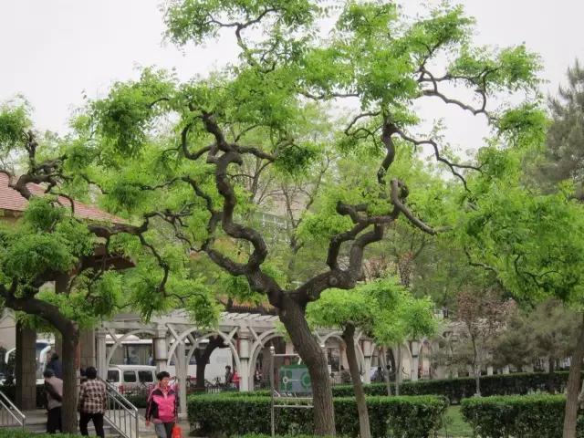 天津最值得去的公园排名榜前十,天津津南区值得游玩的公园