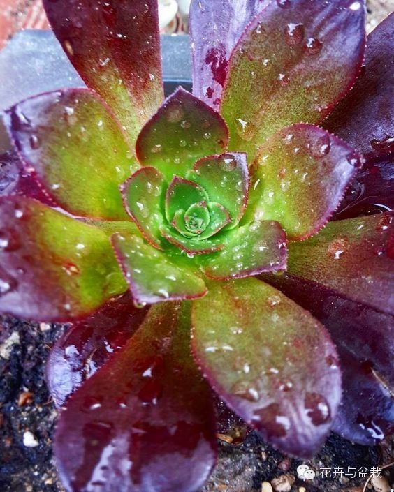 黑法师开花后怎么处理,黑法师花怎么养