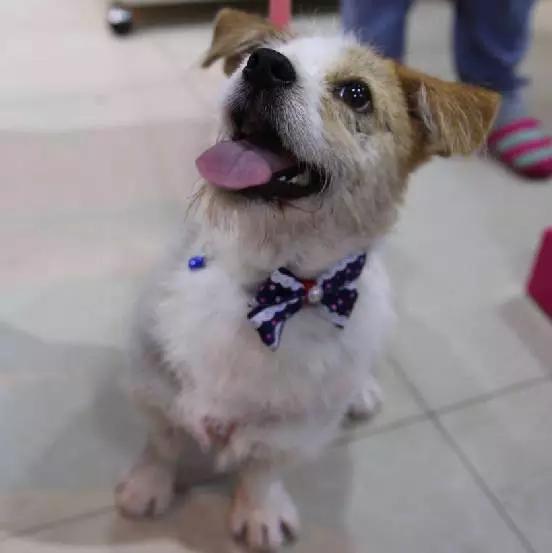 上海领养代替购买,上海领养孩子有补贴吗