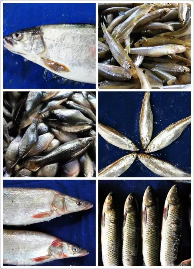 松花江开江鱼有哪些,松花江开江鱼味道