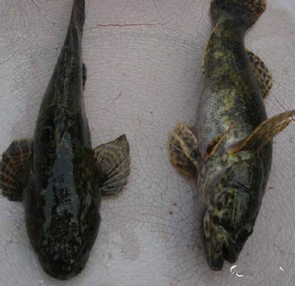 那些不认识的海鲜小干货,超级干货2022