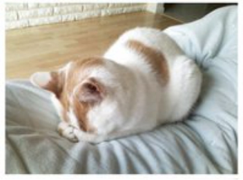 猫咪捂脸真可爱,猫咪害羞捂脸