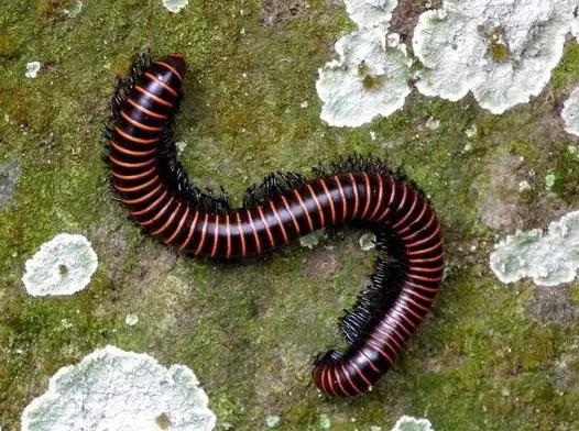 哪些昆虫有三对足两对翅一对触角,什么昆虫是三对足两对翅一对触角