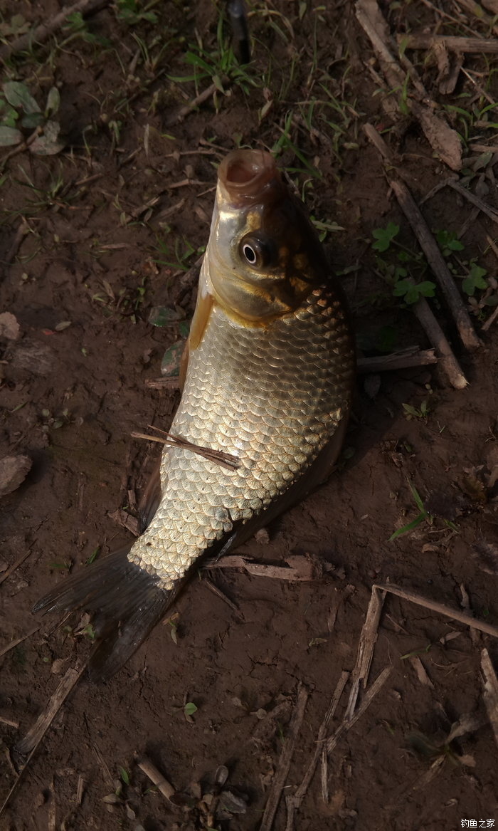 八一水库钓草鱼,八一水库钓青稍