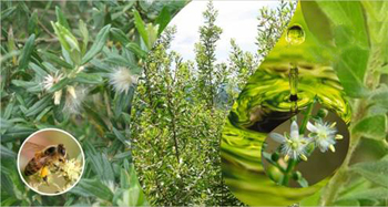 蜂胶原胶哪种好,巴西和中国蜂胶哪个好