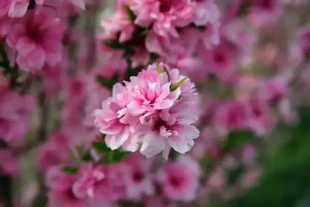 临淄:特色小镇的春天——金岭敬仲朱台齐陵