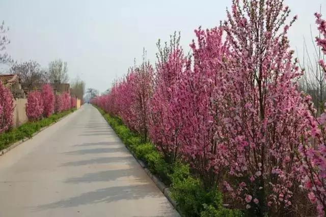 临淄:特色小镇的春天——金岭敬仲朱台齐陵