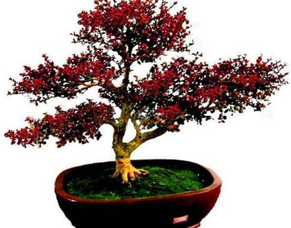 他的树一年只长一寸,但一年能销售300多万!