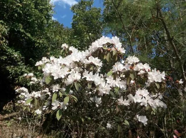 人间四月天，醉美是寻甸！