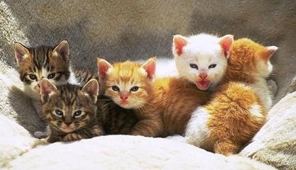 刚买的幼猫拉稀怎么治疗,刚买的幼猫吃新粮拉肚子怎么办