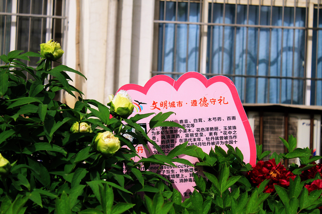 洛阳市第十二中学学校环境,洛阳市第十二中学毕业