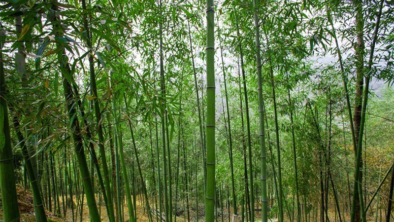 杭州最值得去吃的地方,杭州旅游美食推荐地点