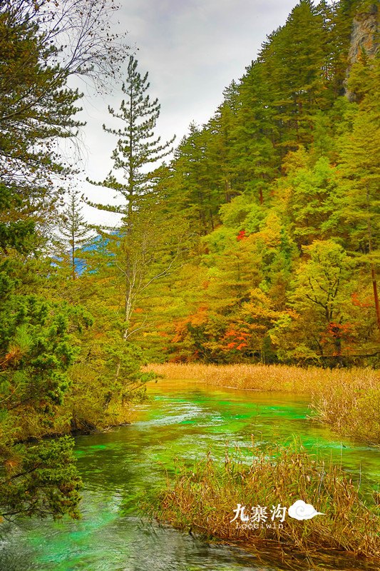 鍛宠暰娴佽繛蹇樿繑,鍛宠暰鐣欐亱