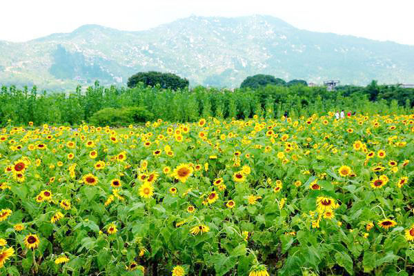 清明临近天气预报,天气预报距离五一小长假仅剩2天