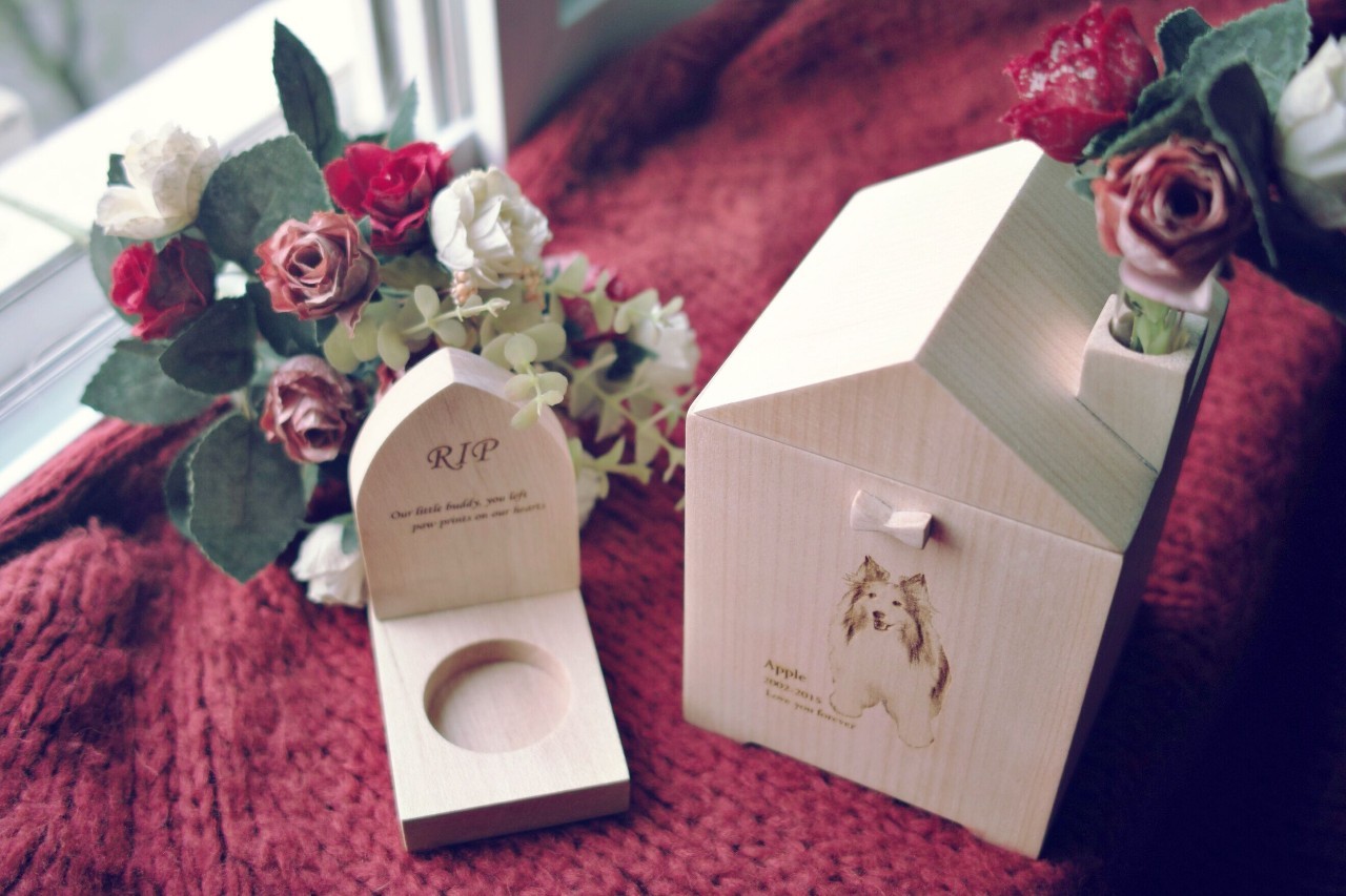 日子好货|住在“Qplanet”的小宠物