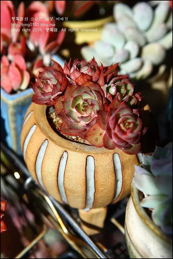 直播间不退不换的韩货,未来直播带货会持续红火吗