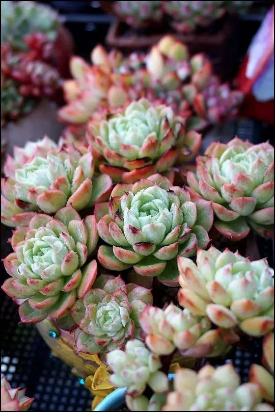 直播间不退不换的韩货,未来直播带货会持续红火吗