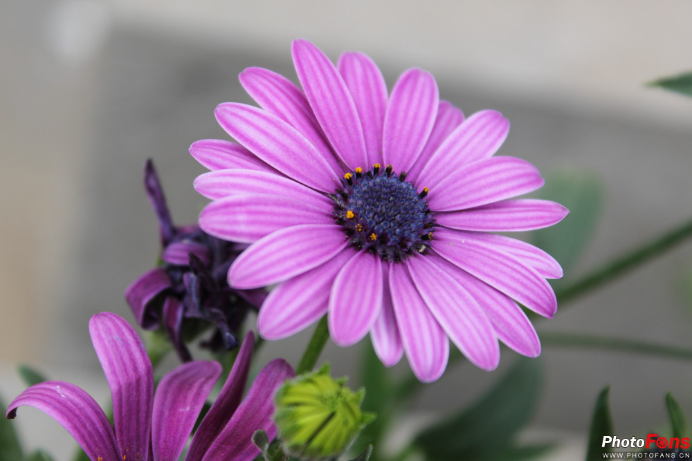 佳能eos1dxmarkiii,最适合新手的入门级单反佳能1300d