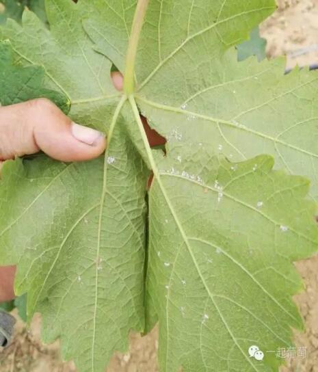 葡萄霜霉病的发生和防治,葡萄霜霉病严重发生怎么治疗