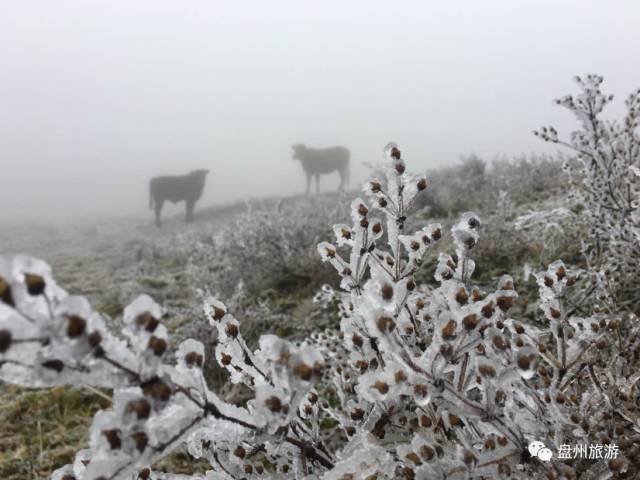 冰雪秦岭梦幻般的世界,乌蒙仙境风景
