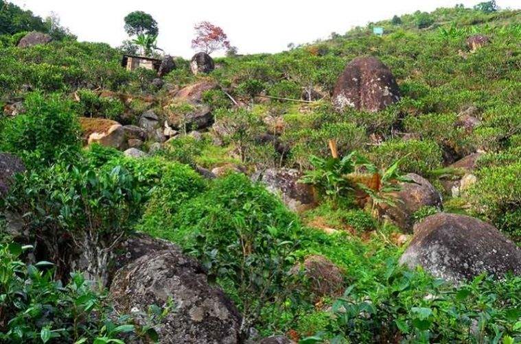 岩茶品鉴怎么做,岩茶冲泡方法第一遍要倒掉
