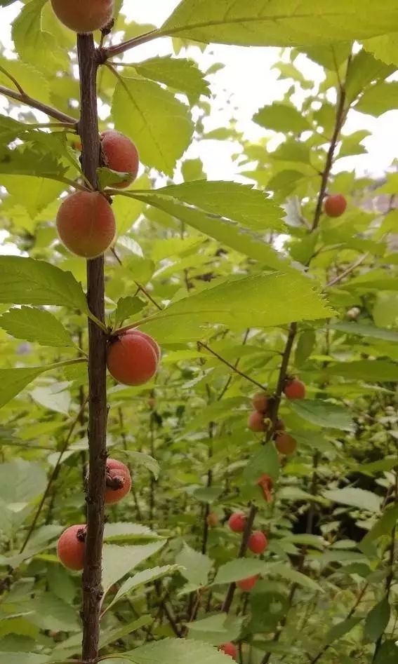 自制漂亮的桃核手串,三圈8mm手串diy制作