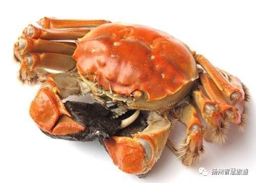 扬州螃蟹,江苏吃螃蟹最出名的地方有哪两个