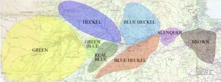 野彩和家彩的饲养区别,野彩到底好不好养