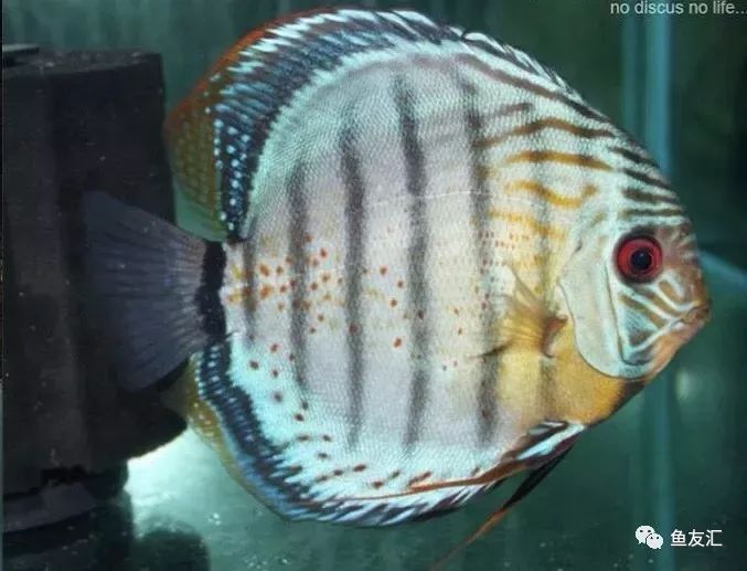 野菜分类,野彩和家彩的饲养区别