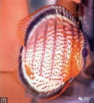 野彩和家彩的饲养区别,野彩到底好不好养