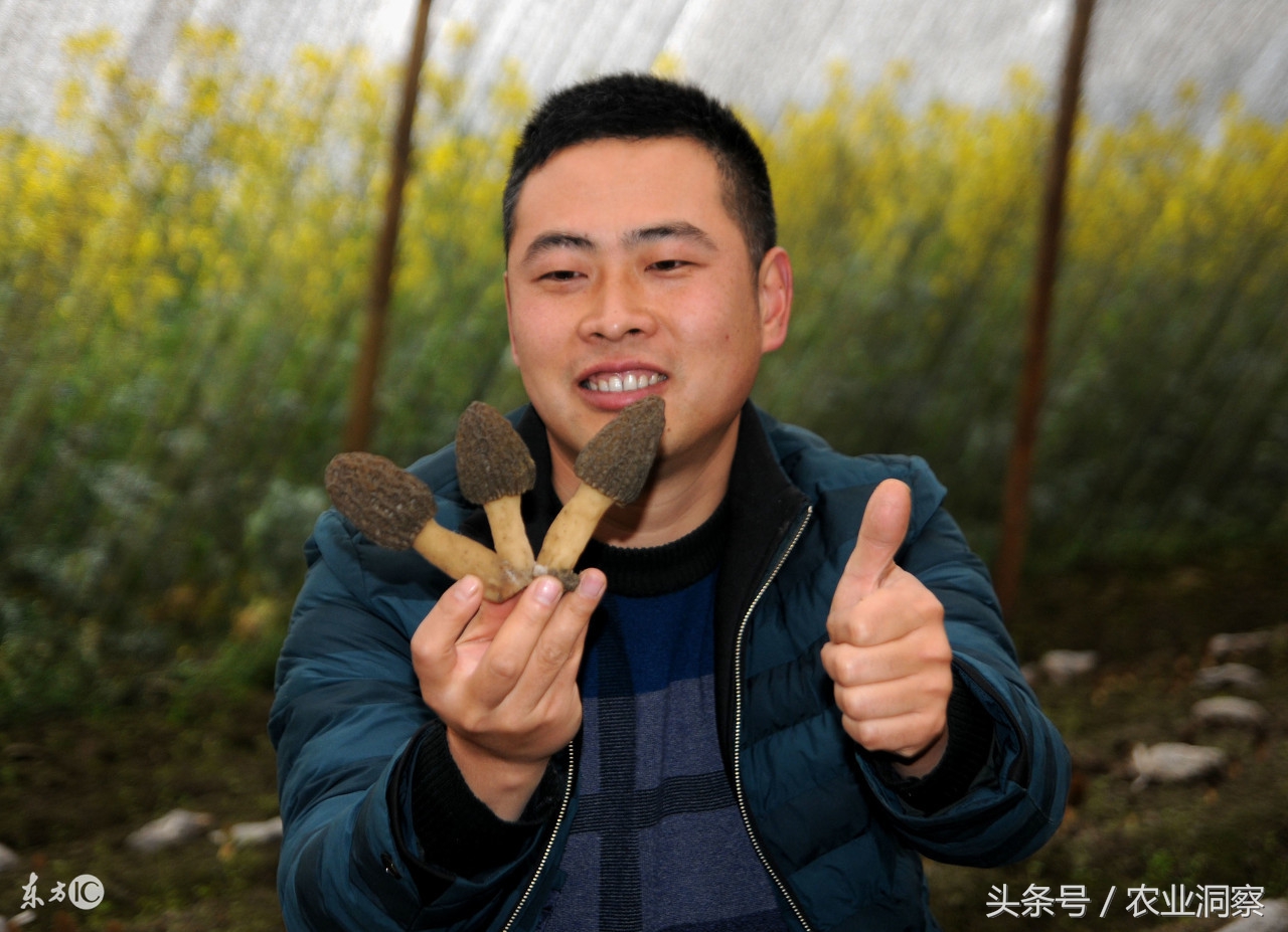 羊肚菌种的最好的一亩利润多少,今年的羊肚菌种植