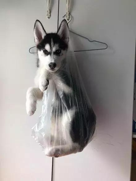 网友家的猫坐键盘上，偶然竟打出这几个字，可以说，细思极恐了！