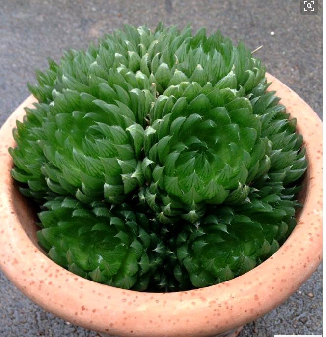 樱水晶多肉怎么养才能爆盆,春夏秋冬多肉怎么浇水