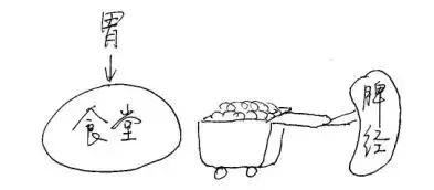 人体十二经络的对应时间表,人体各经络当令时间表