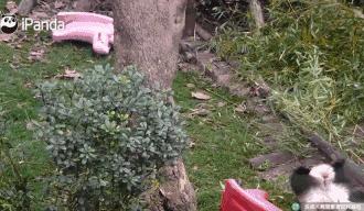 网友家的猫坐键盘上，偶然竟打出这几个字，可以说，细思极恐了！