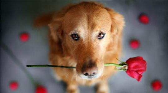 生肖狗过本命年需注意些什么,2023年狗本命年运势