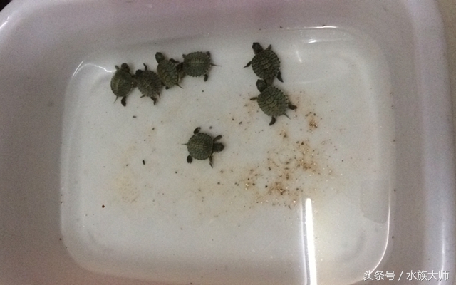 单个乌龟会下蛋吗,乌龟下蛋了怎么办