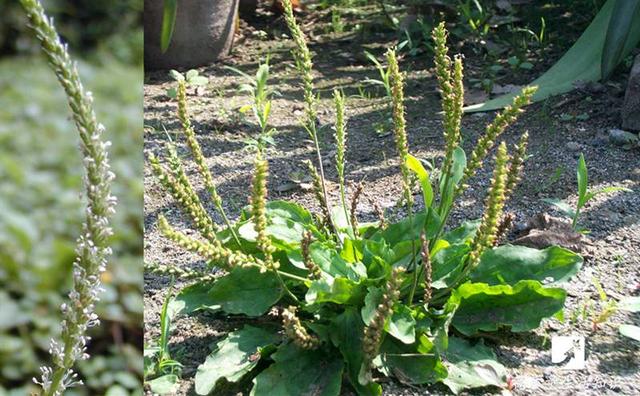 农村发家致富的独门绝技,农民省力省钱