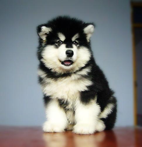 幼犬的养护基本知识,幼犬注意事项及护理方法