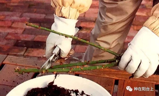 艳慕地中海风格的蔷薇鲜花拱门吗？十步骤即可在你家阳台上实现！