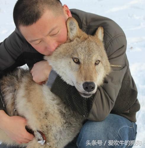 捷克狼犬有伤人记录吗,不训练的捷克狼犬会随便咬人吗