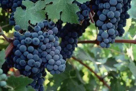 了解葡萄酒常识让你买酒不踩坑,如何鉴别进口葡萄酒的真假