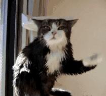 热衷浪浪浪的精致喵仙人，从此不惧空调和冷风