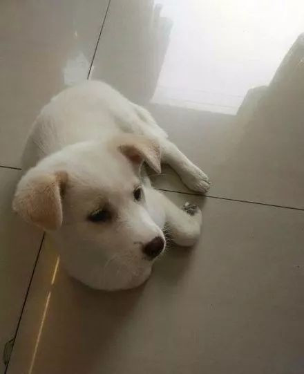 猫咪领养代替购买,以领养代替购买