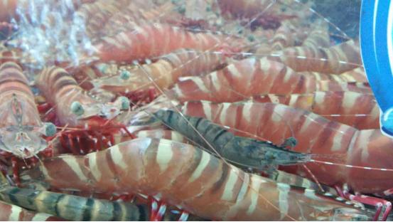 三亚市最美的景色拍摄,拍摄美丽三亚