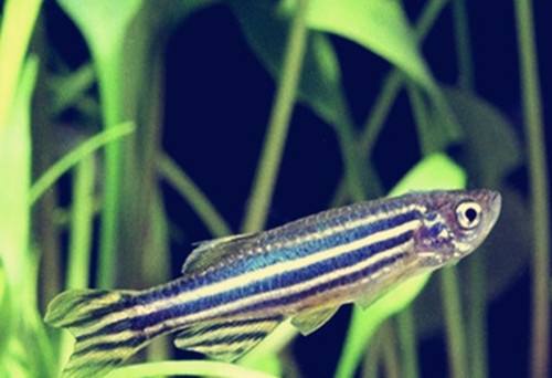 5种常见热带鱼养殖品种介绍图,什么热带鱼好看又好养适合新手养