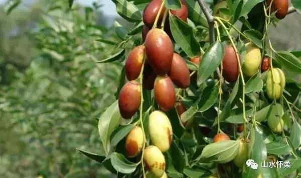 双十二优选好物,怀柔土特产有哪些值得买