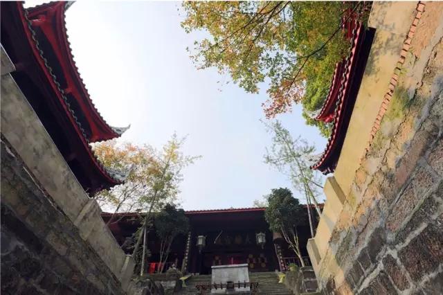 禅意的银杏,银杏的禅意