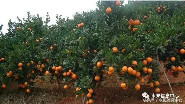 全国橙子品种大全,甜橙子产地直销怎么挑