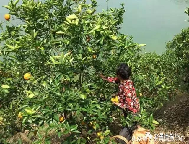 全国橙子品种大全,甜橙子产地直销怎么挑